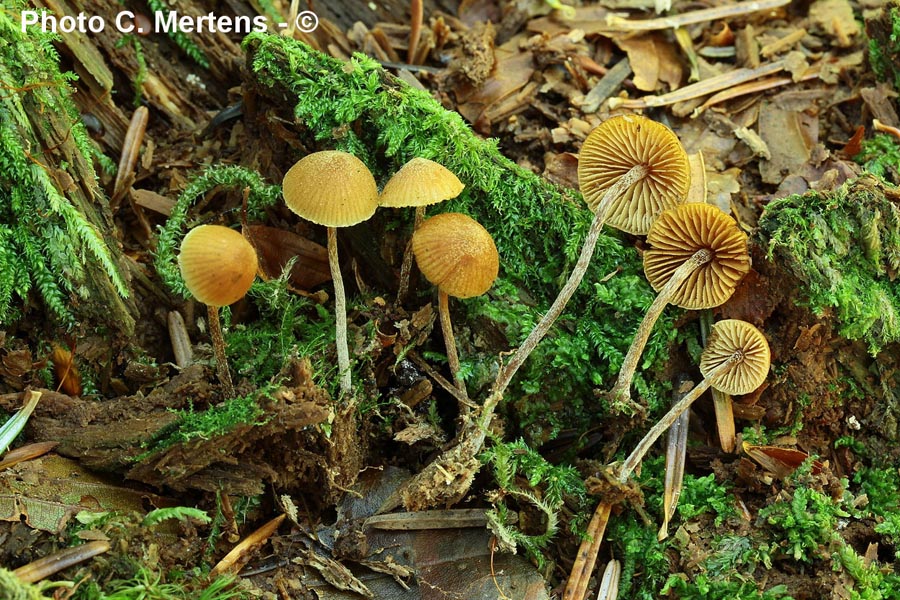 Galerina pruinatipes