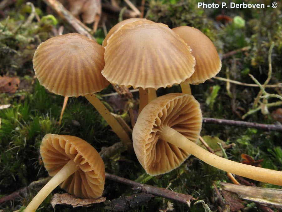 Galerina pumila