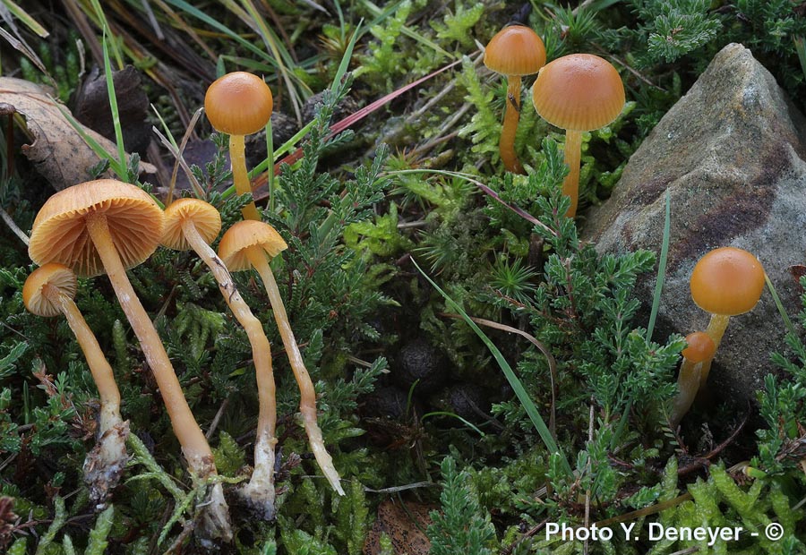 Galerina pumila