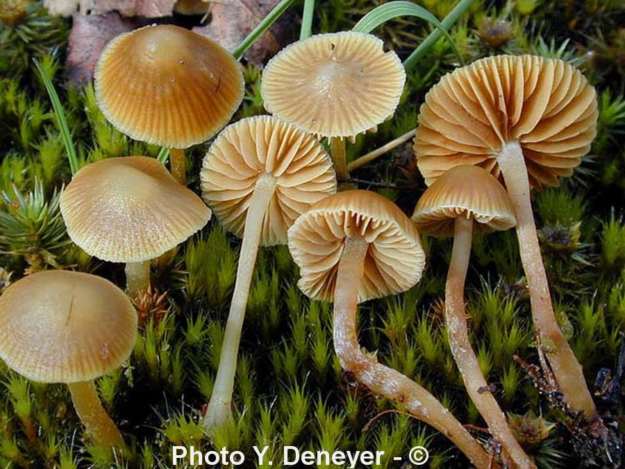 Galerina pumila