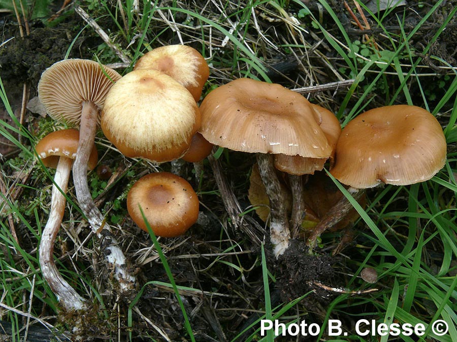 Galerina sideroides