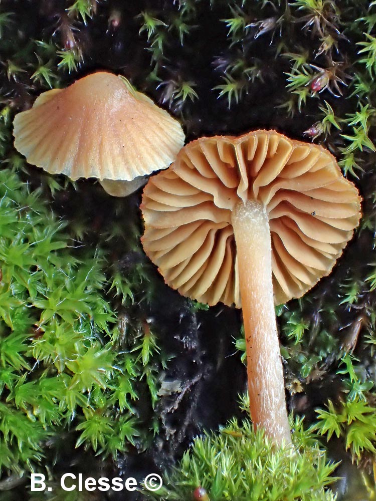 Galerina similis