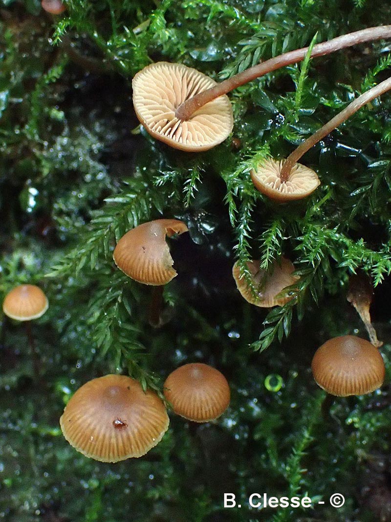 Galerina triscopa