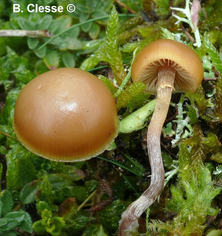 Galerina uncialis