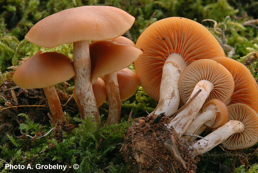 Galerina uncialis