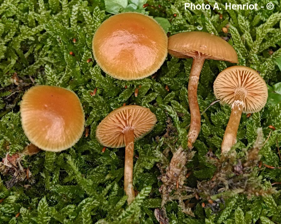 Galerina uncialis