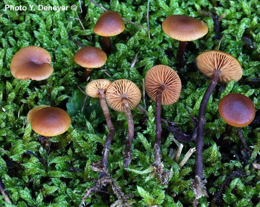 Galerina uncialis