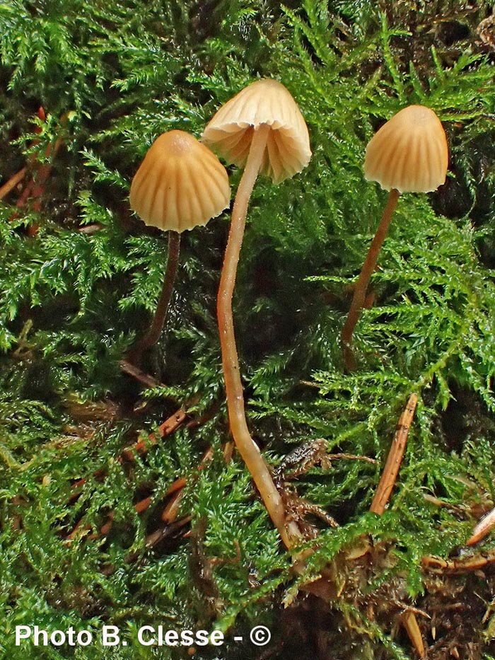 Galerina vittaeformis