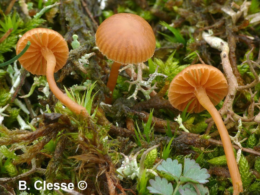 Galerina vittaeformis