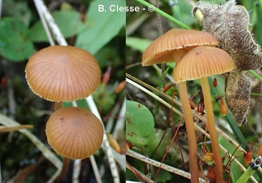 Galerina vittiformis f. bispora