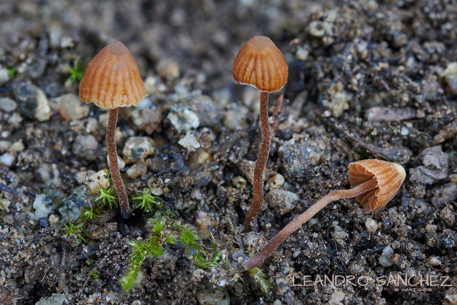 Galerina vittiformis f. bispora