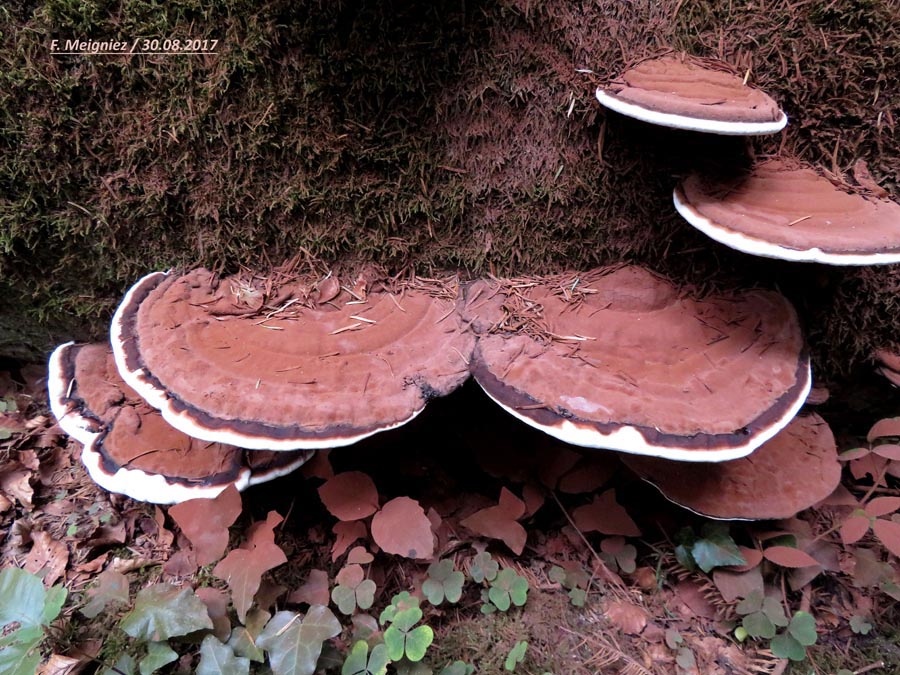 Ganoderma applanatum