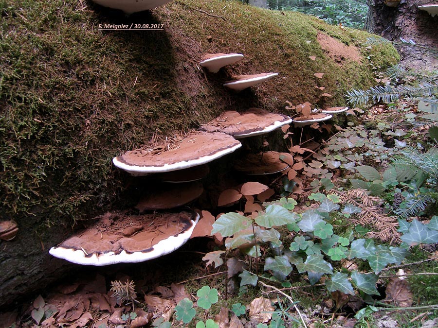 Ganoderma applanatum