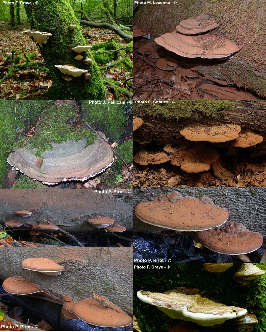 Ganoderma applanatum