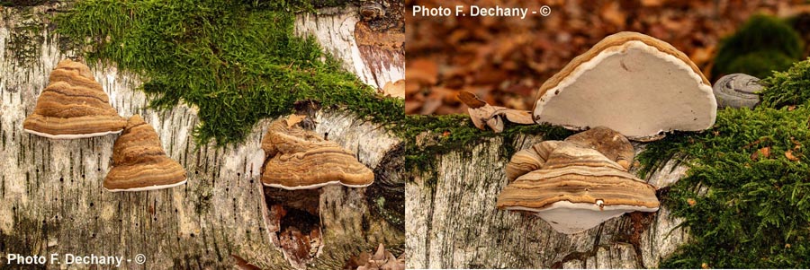 Ganoderma applanatum (Ganoderma lipsiense)