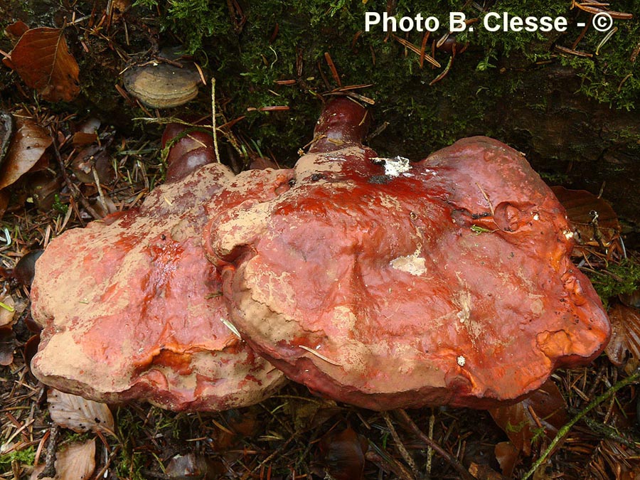 Ganoderma carnosum