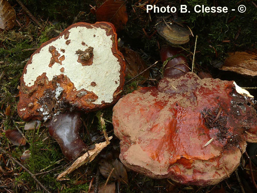 Ganoderma carnosum