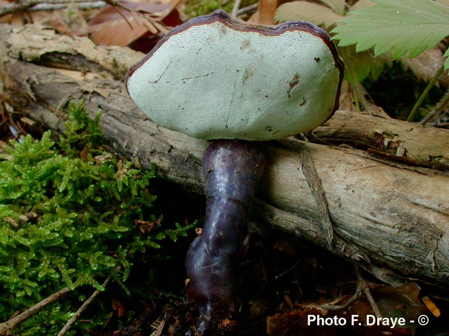 Ganoderma carnosum