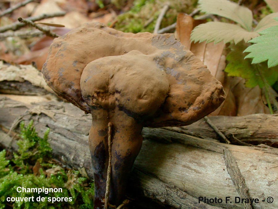 Ganoderma carnosum