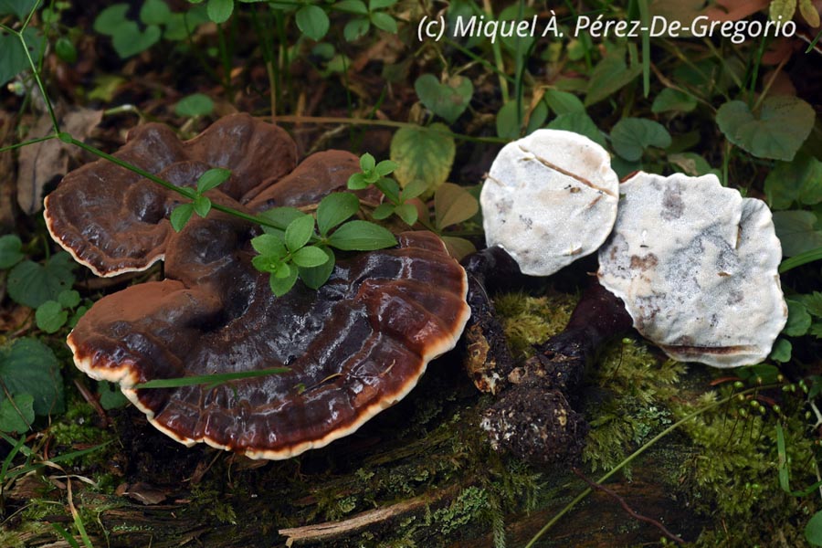 Ganoderma carnosum