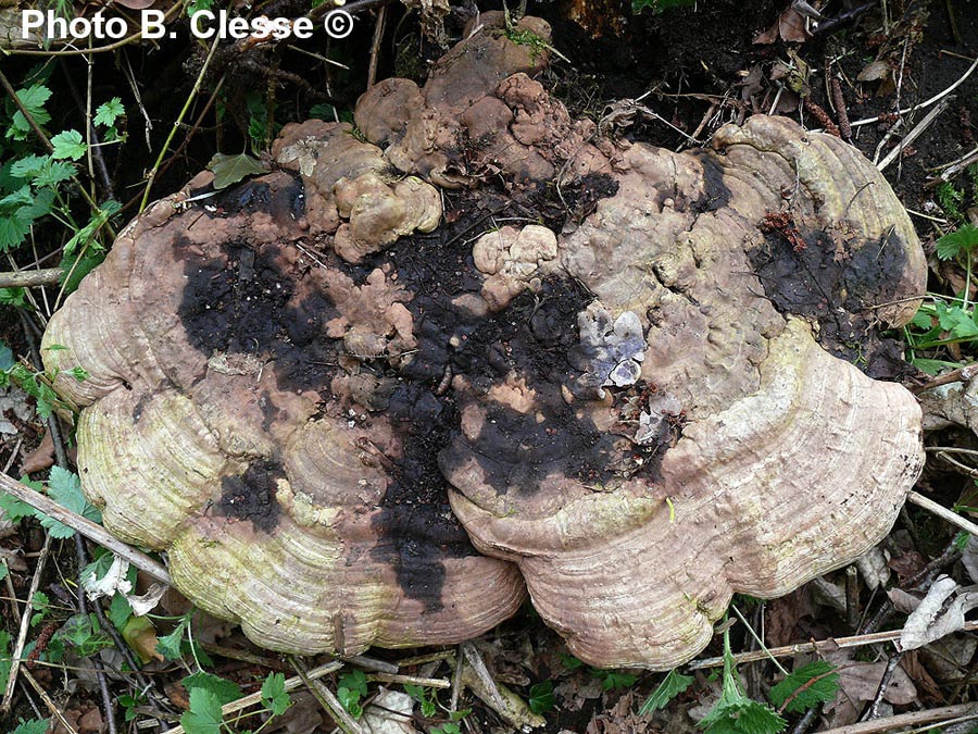 Ganoderma applanatum (Ganoderma lipsiense)