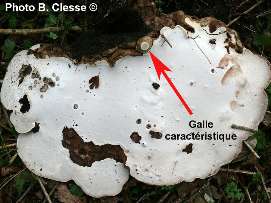 Ganoderma applanatum (Ganoderma lipsiense)