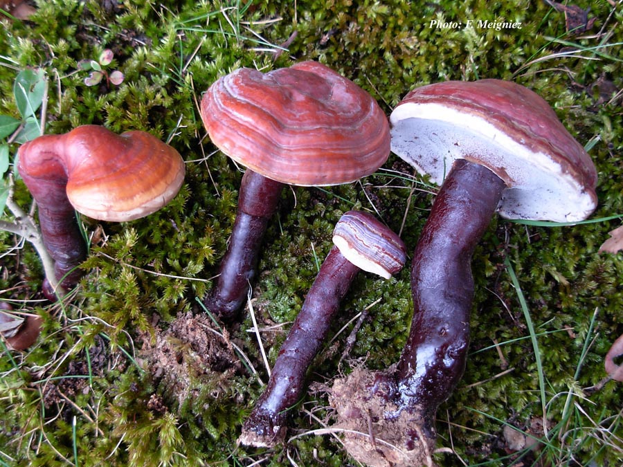 Ganoderma lucidum