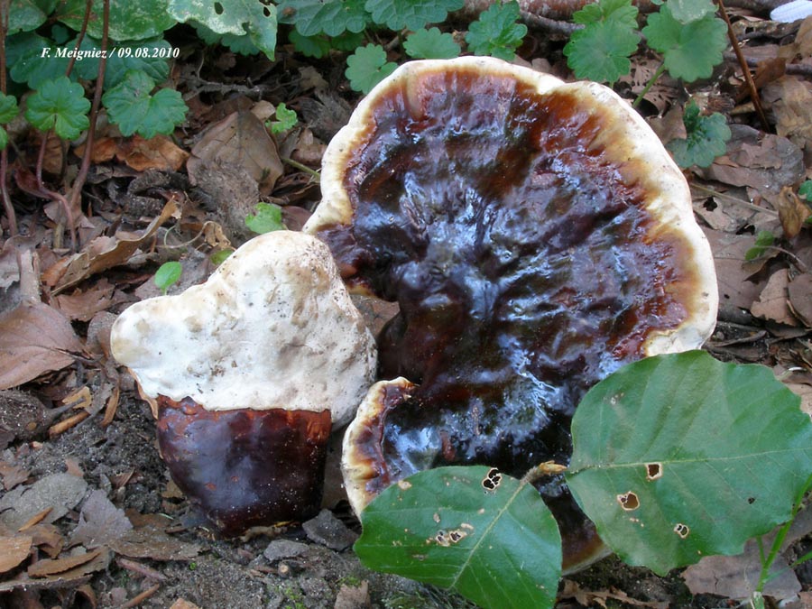 Ganoderma lucidum