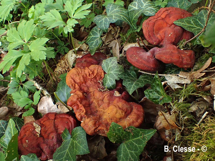 Ganoderma lucidum