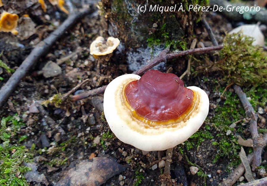 Ganoderma lucidum