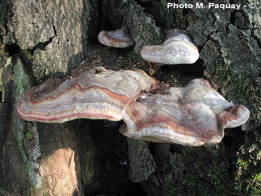 Ganoderma-peiffeiri