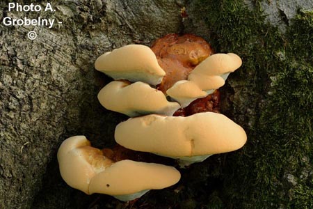 Ganoderma resinaceum