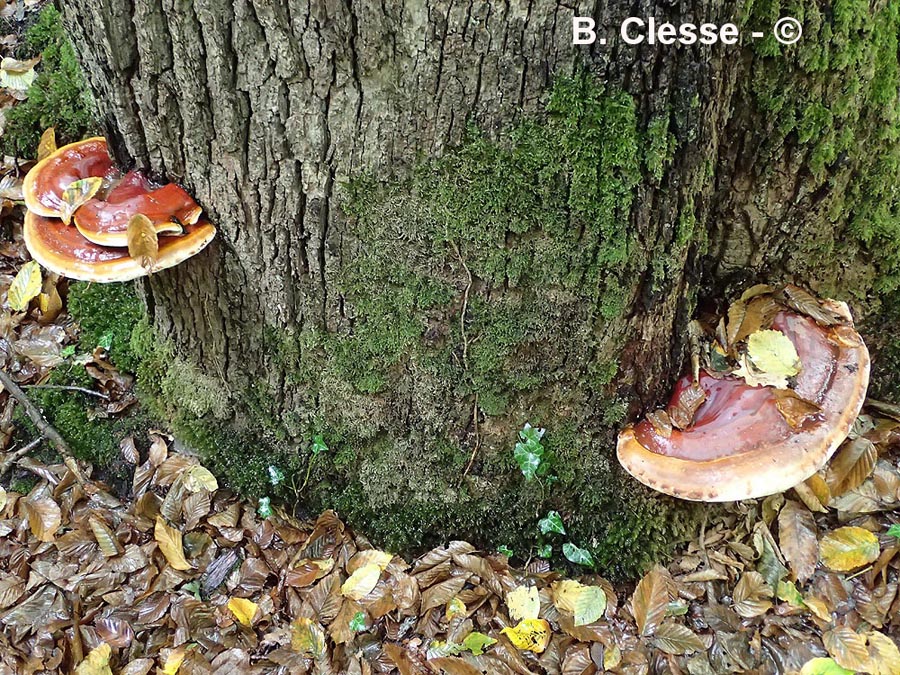 Ganoderma resinaceum