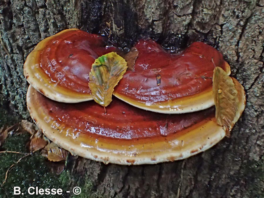 Ganoderma resinaceum