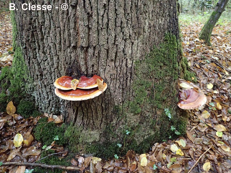 Ganoderma resinaceum