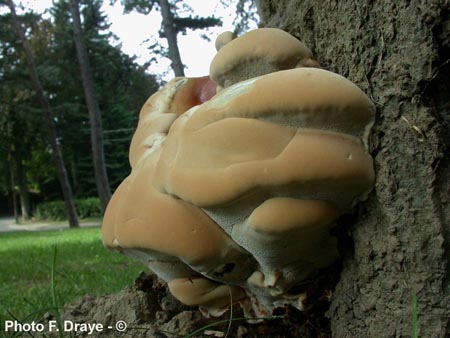 Ganoderma resinaceum