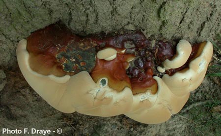 Ganoderma resinaceum