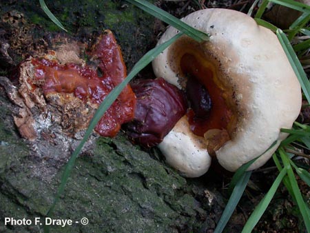 Ganoderma resinaceum