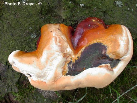 Ganoderma resinaceum