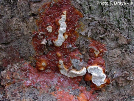 Ganoderma resinaceum