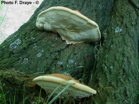 Ganoderma resinaceum