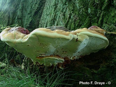 Ganoderma resinaceum