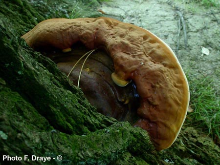 Ganoderma resinaceum