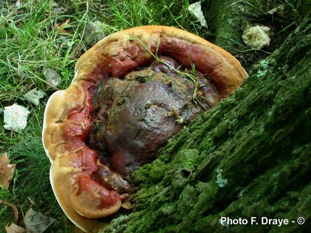 Ganoderma resinaceum