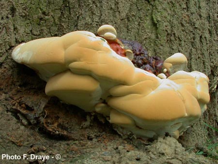 Ganoderma resinaceum