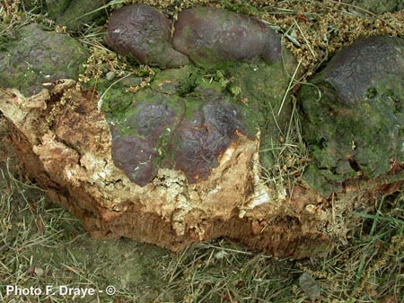 Ganoderma resinaceum