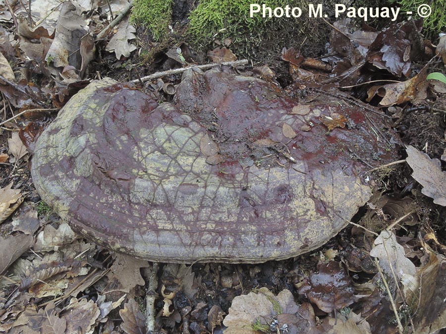 Ganoderma resinaceum