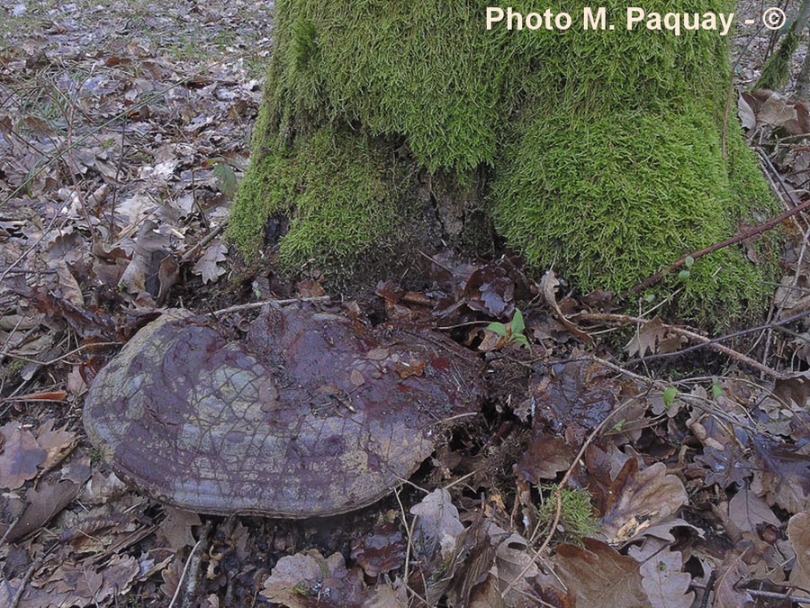 Ganoderma resinaceum