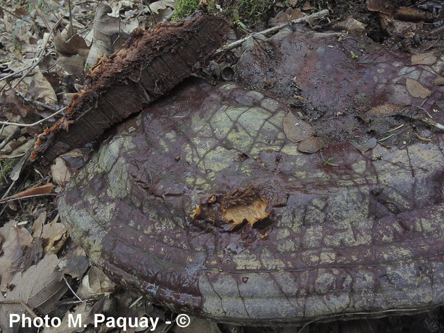 Ganoderma resinaceum