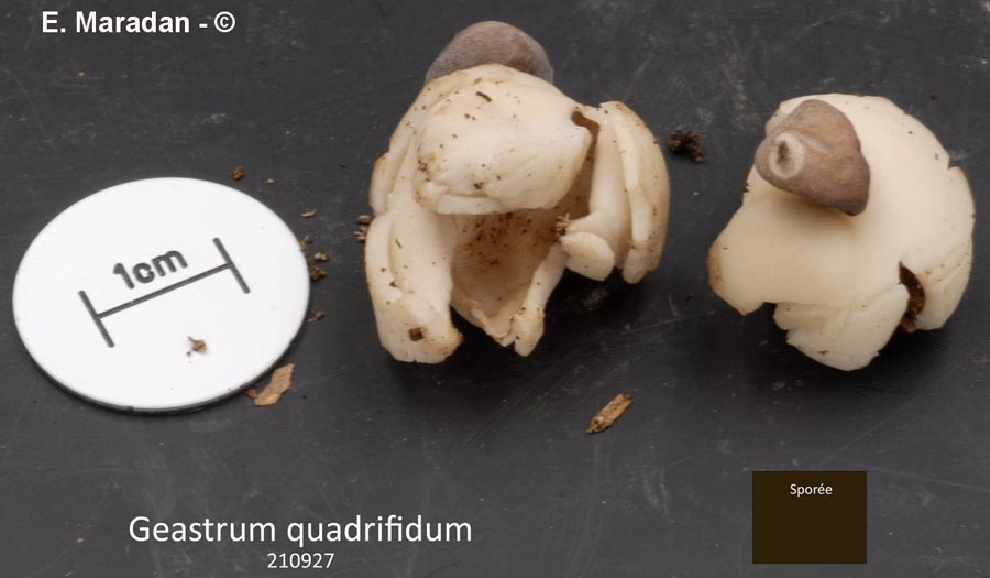 Geastrum quadrifidum